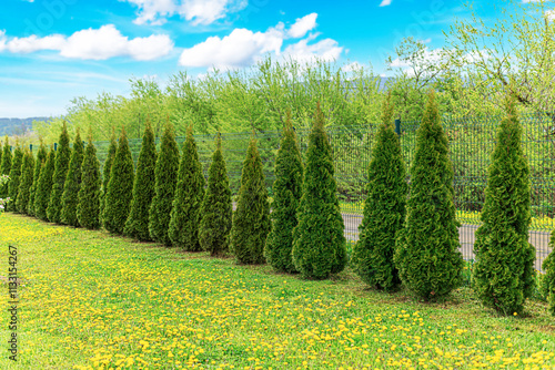 Obraz na płótnie Thuja trees are planted in a row on the site. w salonie