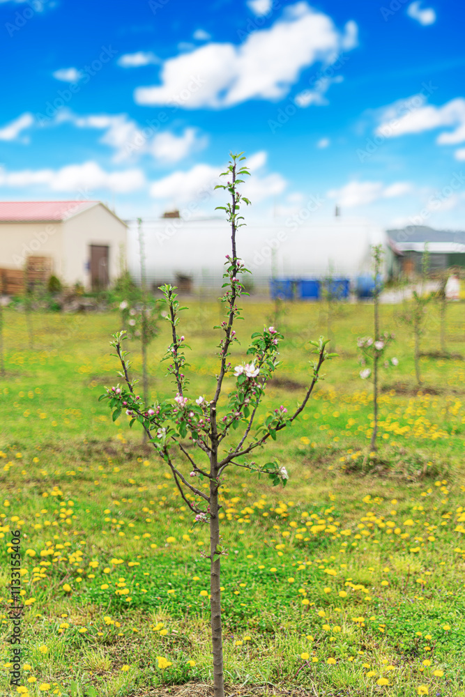 A young apple tree sapling on a farm plot.