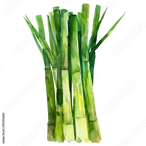 A watercolor illustration of lemongrass stalks, isolated on a white background. Lemongrass vector.