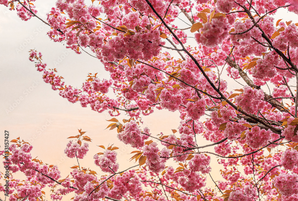Branches of blossoming sakura. Branches of sakura.