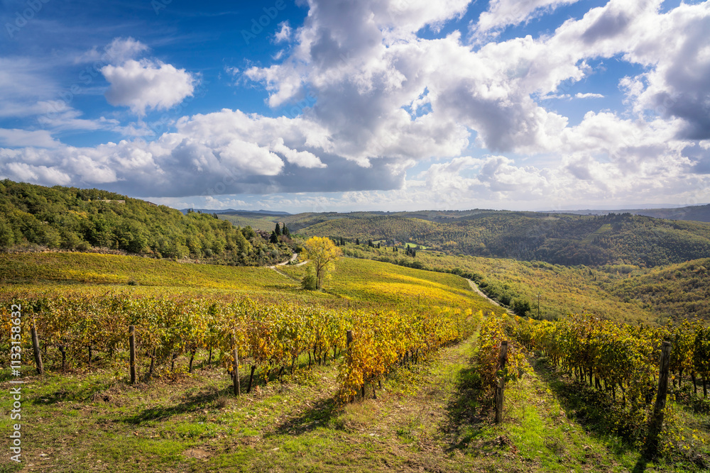 Naklejka premium Vineyards panoramic view and a tree in Castellina in Chianti, Tuscany, Italy