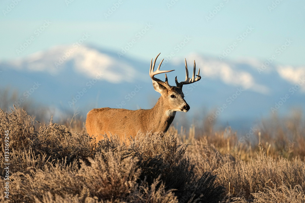 Obraz premium White-tailed Buck Colorado