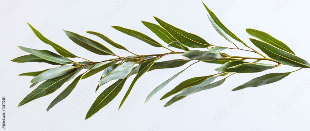 Obraz premium A branch with green leaves against a white background.