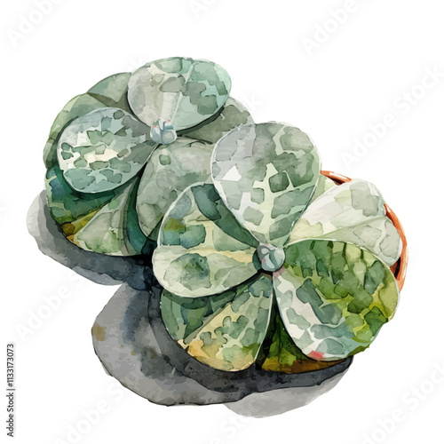 A watercolor drawing of lithops plants, isolated on a white background. Lithops vector.
 photo