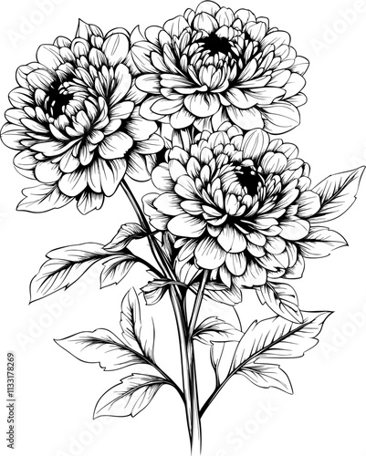 Chrysanthemum Outline vector, Line Art, Sketch, Floral Clipart, Japanese Kiku, Vintage Design, Mandala Pattern, Botanical Drawing, Flower Illustration.
