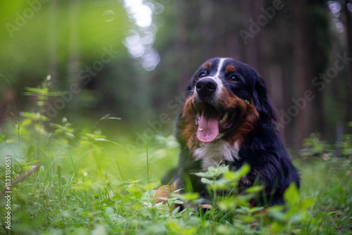 A happy dog enjoying the outdoors in a lush, green forest. photo