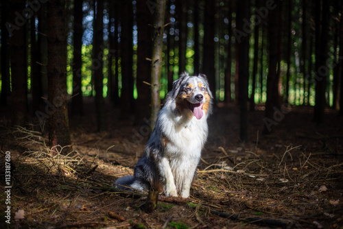 A fluffy dog sits calmly in a sunlit forest clearing.