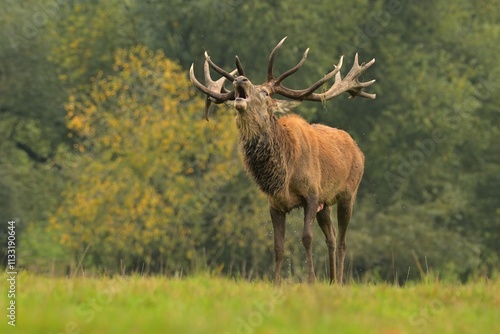 Red deer wildlife Cervus elaphus antlers fawn western roe deer male European graze in meadow nice eyes fur forest in mountains, nice darling, widespread species hunting animal care, hunted Europe photo