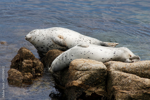 Two Spotted Seals Sleeping On Rocks Monterey photo