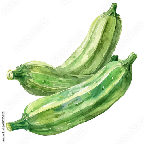 A watercolor painting of okra, isolated on a white background. Okra vector.
