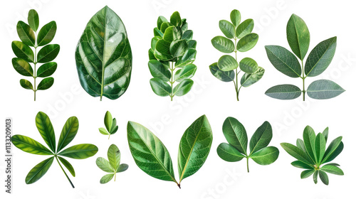 Showcasing diverse green leaves natural environment botanical photography studio setting close-up view botanical diversity exploration in isolated on transparent or white background