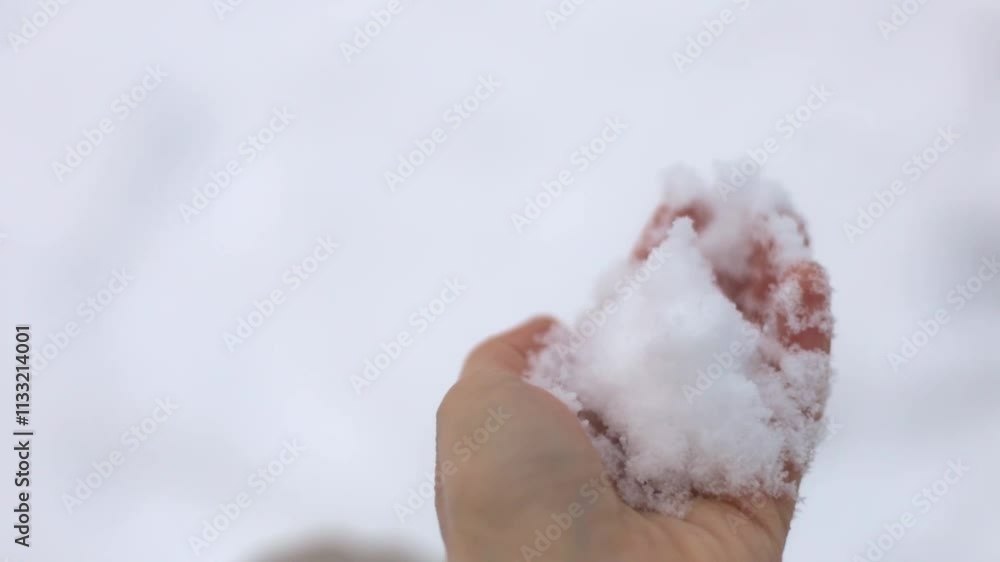 Snow In Hand girl kneads snow in her hand feeling its cold texture its stickiness ...