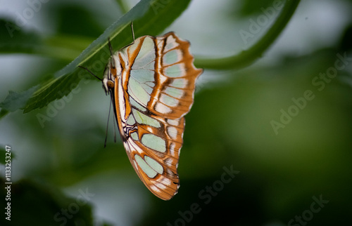 The Malachite butterfly (Siproeta stelenes). photo