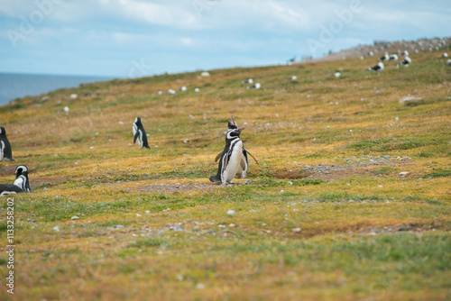 Wallpaper Mural Pingüinos haciendo su llamado Torontodigital.ca