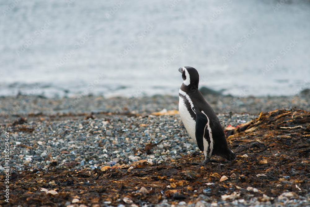 Obraz premium Pingüino mirando hacia el horizonte en el mar