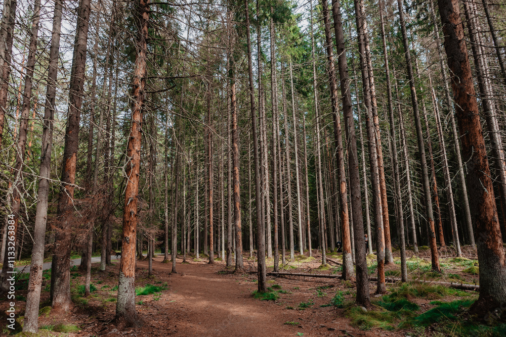 Fototapeta premium trees in the woods