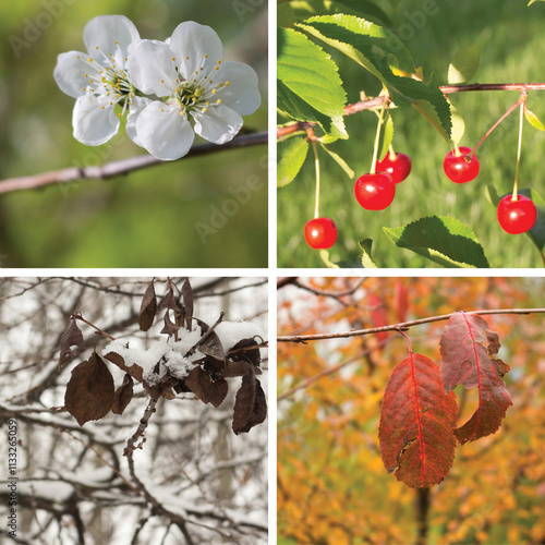 Four seasons. A collage of cherry photos with winter, spring, summer and autumn tree species. square format