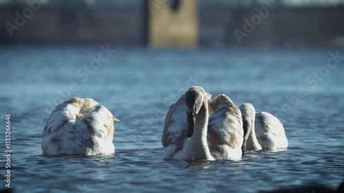 Wild swan family.