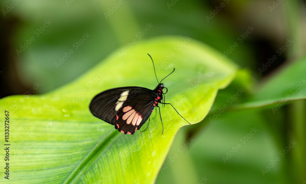 Obraz premium The Postman Butterfly (Heliconius melpomene).