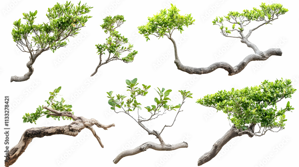Fototapeta premium tree branchon isolated on a white background