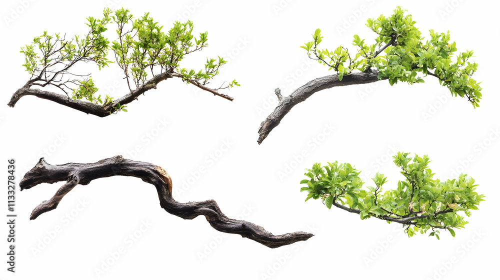 Fototapeta premium tree branchon isolated on a white background