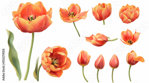 tulipson isolated on a white background photo