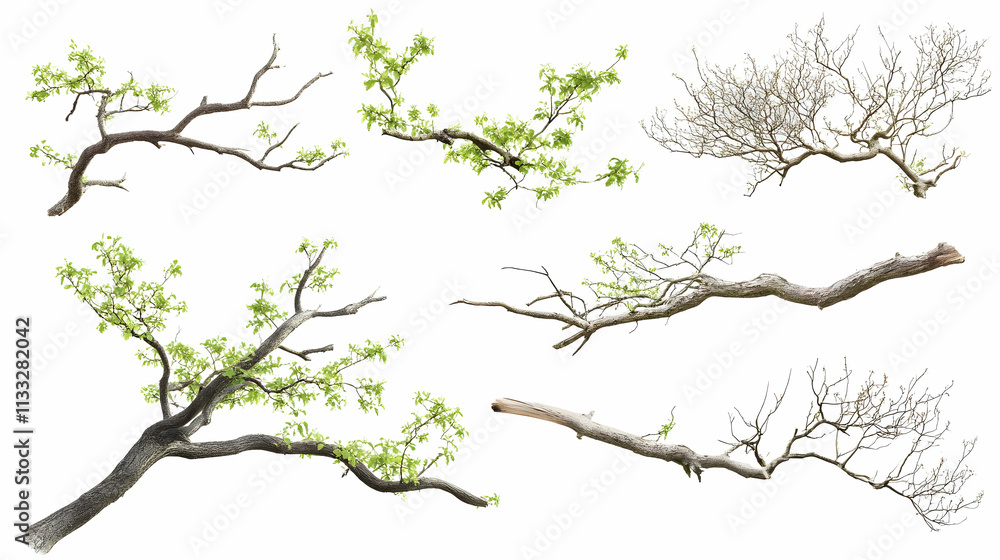 Fototapeta premium tree branchon isolated on a white background