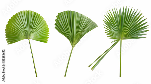 palm leafon isolated on a white background photo