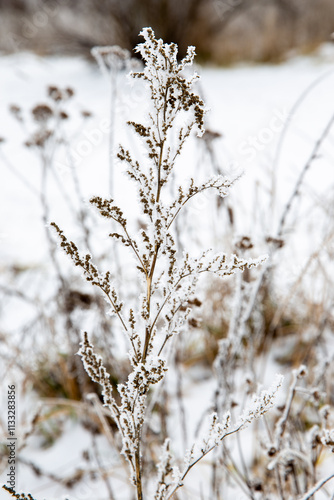 snow covered branches of a tree