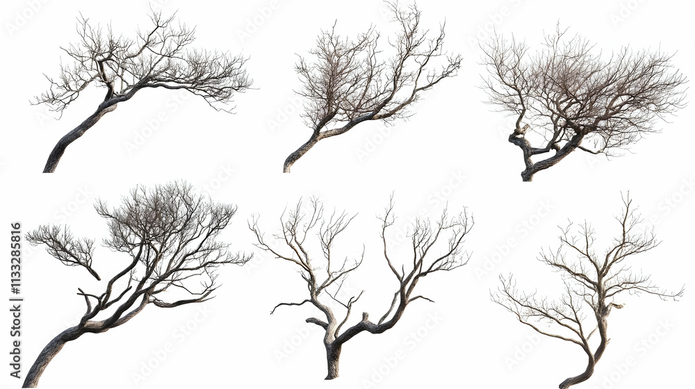 Obraz premium tree brancheson isolated on a white background