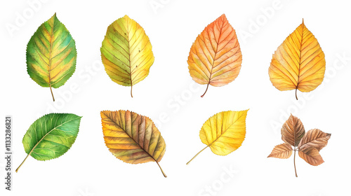 leaf fallon isolated on a white background