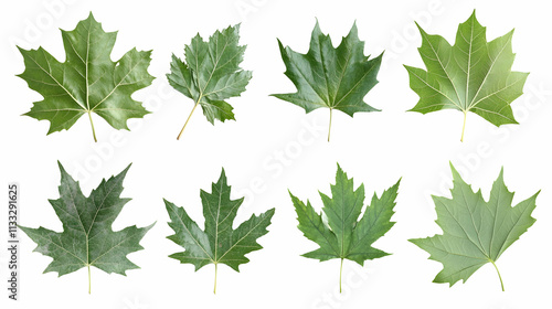 maple leafon isolated on a white background photo