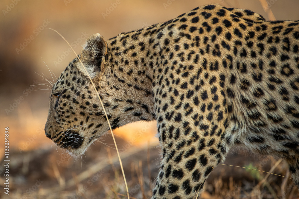 Fototapeta premium Female leopard in the african bush, at Pilanesberg National Park
