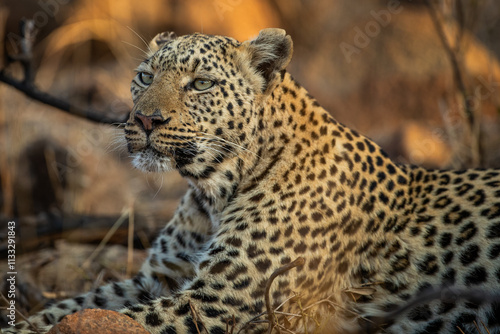 Canvas Print Female leopard in the african bush, at Pilanesberg National Park