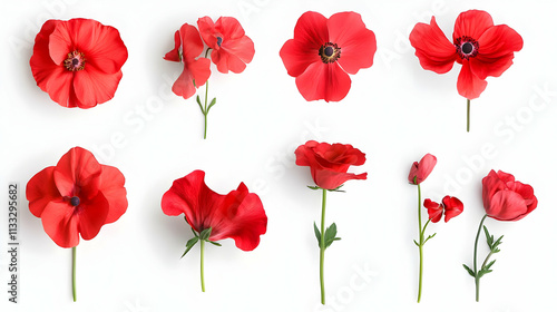 red flowerson isolated on a white background photo