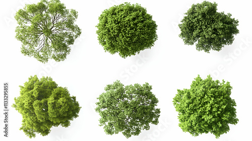 trees top viewon isolated on a white background