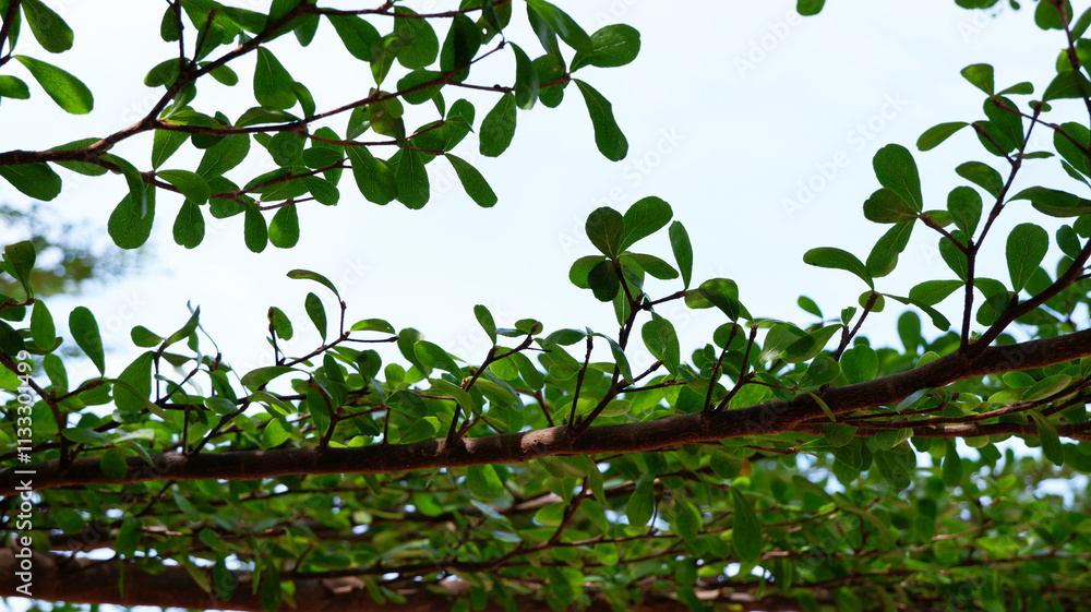 Fototapeta premium Black Afara Tree or Ivory Coast Almond background. Texture background of green leaf of Ivory Coast. Plants, greenery, outdoor, nature, landscape, and branch concept. Blur green leaves and sky texture.