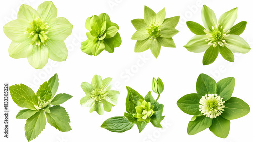 green flowerson isolated on a white background photo