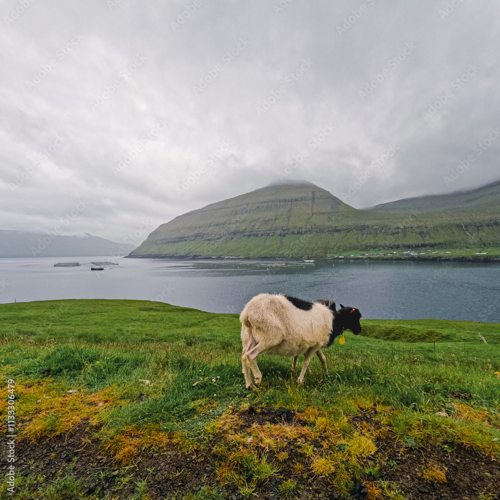 Obraz premium Dramatic mountainous landscape with a lone Faroese sheep grazing by the sea. Scenic mountains with low clouds and mist hanging over the scene. Located on the island of Eysturoy in the Faroe Islands.