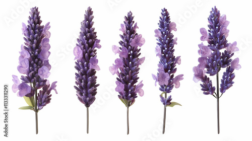 lavender floweron isolated on a white background photo