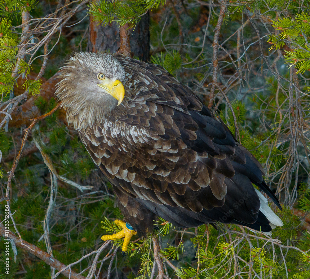 Obraz premium White tailed eagle looking up, sitting in the tree.