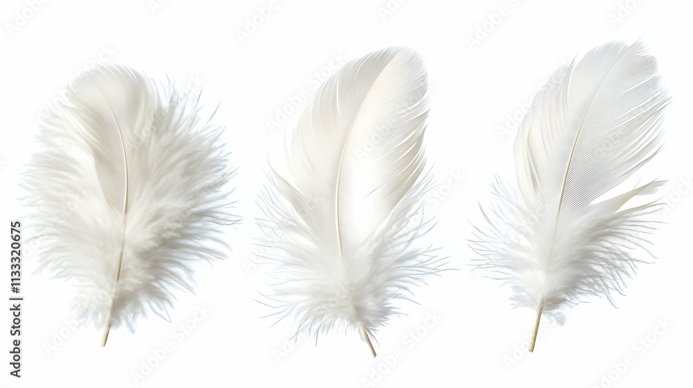 Obraz premium white featheron isolated on a white background