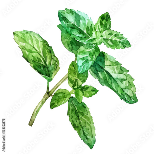 A watercolor painting of spearmint leaves, isolated on a white background. Spearmint vector.
