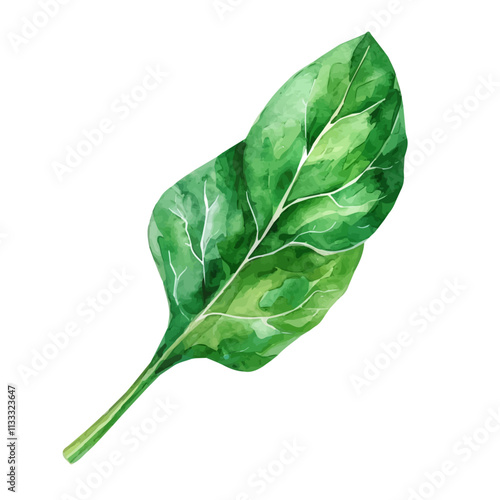 A watercolor drawing of spinach leaves, isolated on a white background. Spinach vector.
