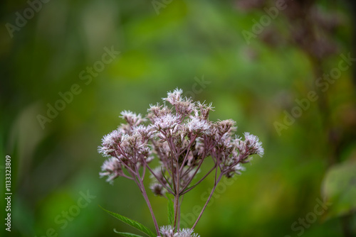 Some Spotted Joe-Pye Weed (eutrochium maculatum) along a hiking trail in Ontario. photo