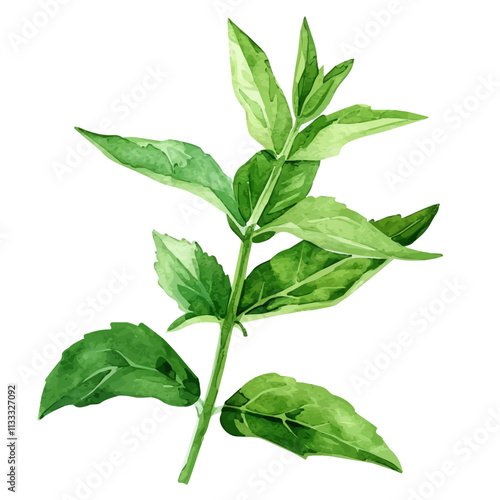 A watercolor drawing of a Stevia plant, isolated on a white background. Stevia vector.
