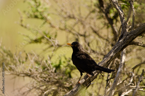 Male common blackbird Turdus merula cabrerae. San Mateo. Gran Canaria. Canary Islands. Spain. photo