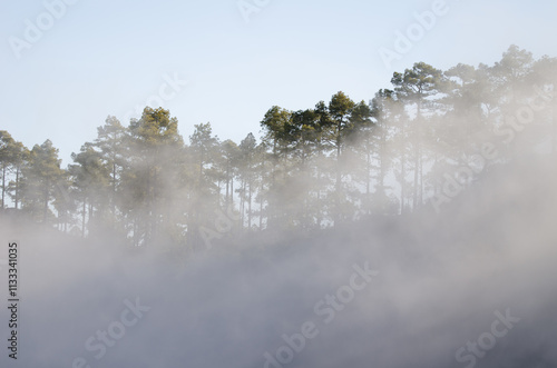 Forest of Canary island pine Pinus canariensis in the fog. Integral Natural Reserve of Inagua. Gran Canaria. Canary Islands. Spain. photo