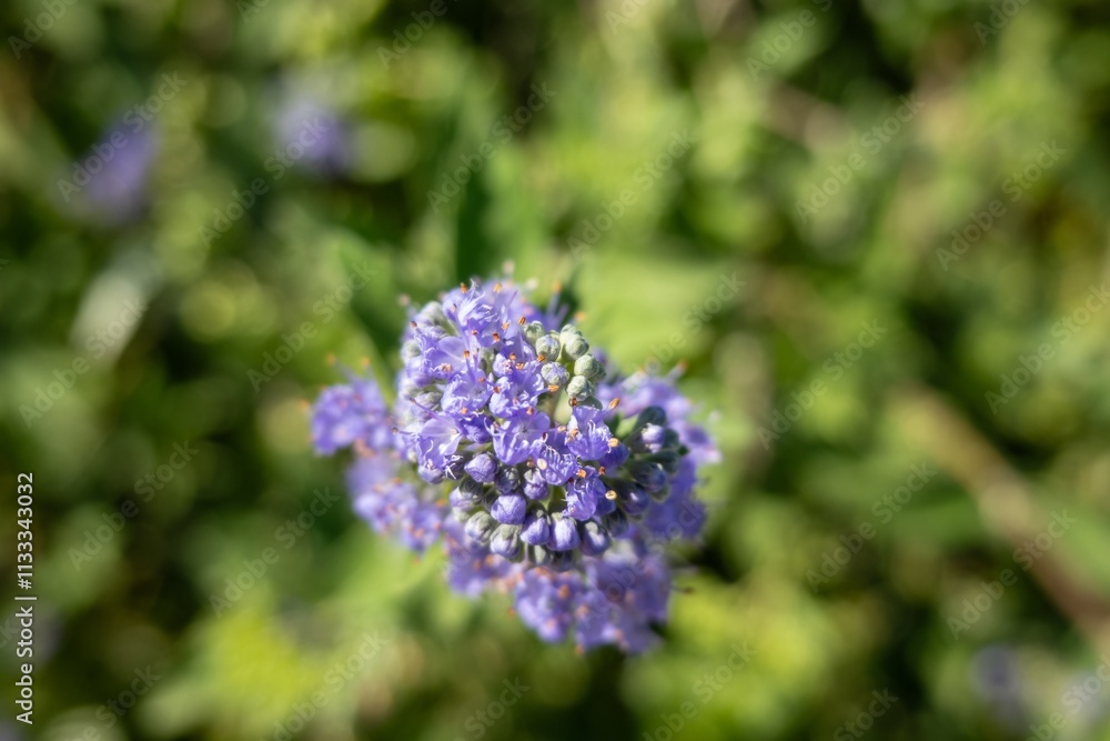 Caryopteris incana (bluebeard) flower with shallow DoF