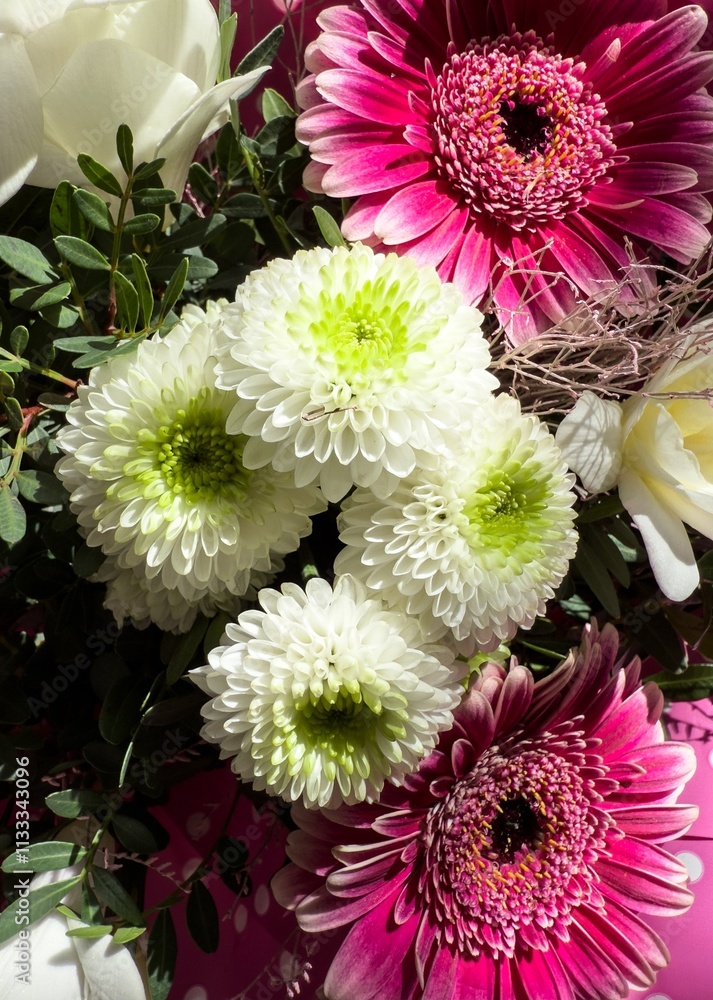 White Indian chrysanthemum flower (chrysanthemum indicum in Latin) surrounded by pink gerberas